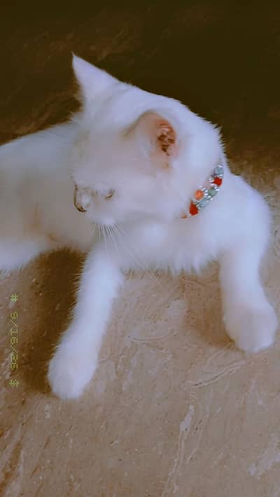 white persion cat