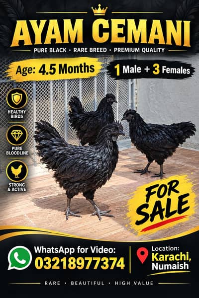ayam cemani