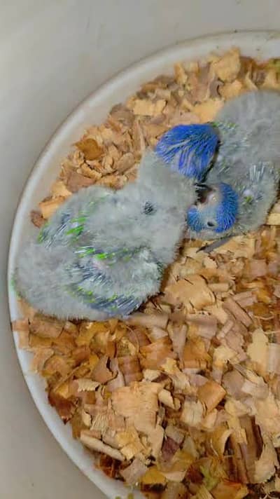 Red collar lory chicks