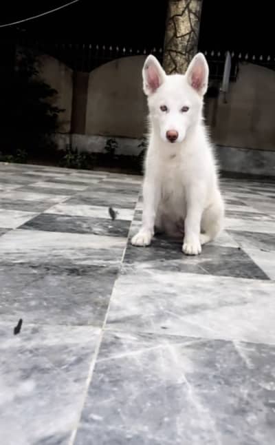 White husky female puppy