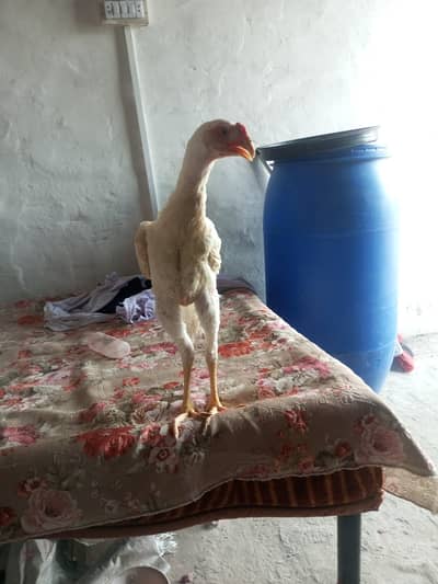 king shamo for sale