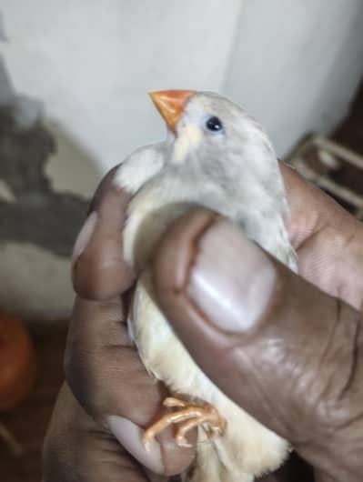 isbal female breedar  king siza or zabar jhora breeds king size