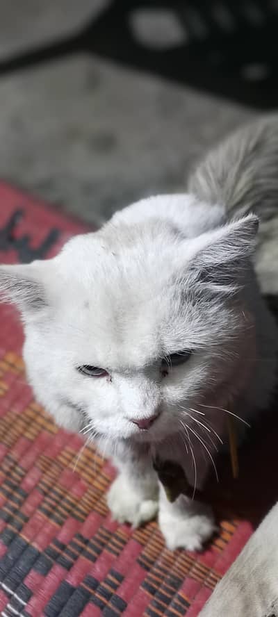 cat for sale