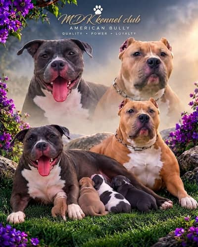supreme Quality American bully pups