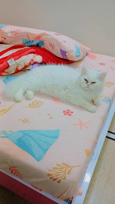 persian near to peki female