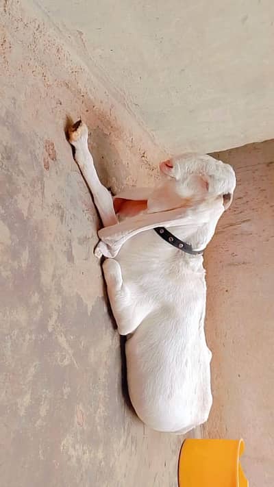 SUPREME FARM QUALITY GULABI FEMALE