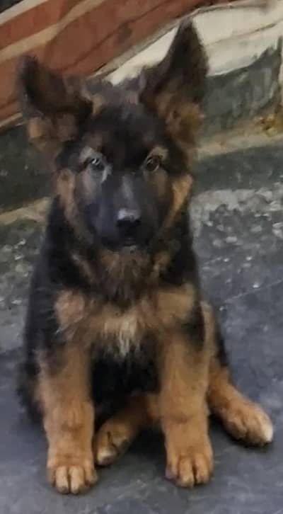 long cort german shepherd female puppy for sale
