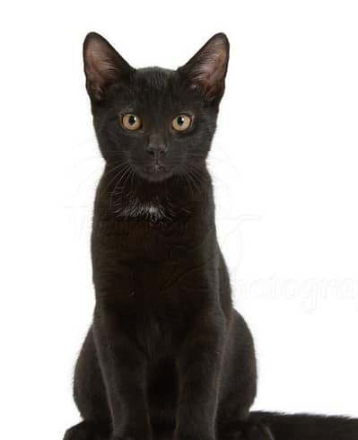2 male mix breed persian +felline cat kittens
