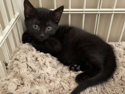 2 male mix breed persian +felline cat kittens