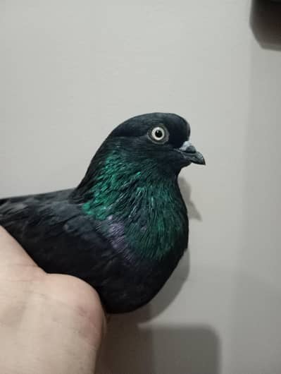 Zaaq pigeon for sell