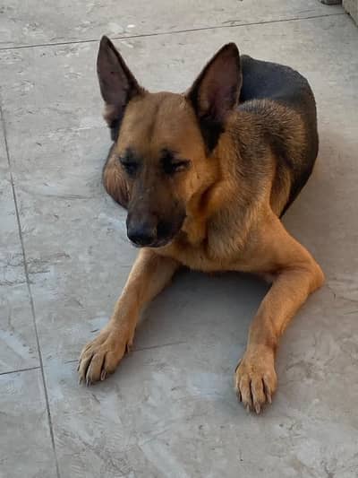 Stock coat german shehphard 4 years