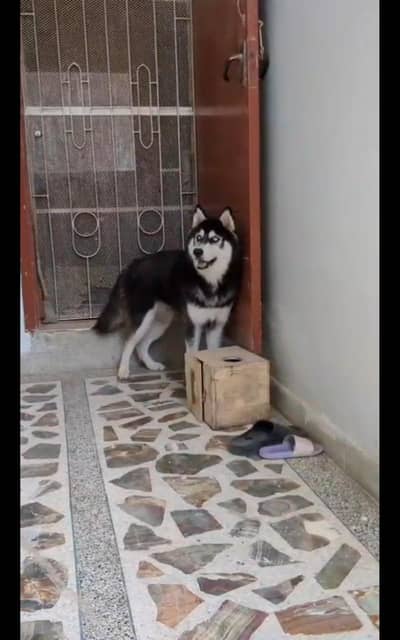dogs saler