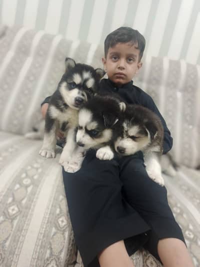 wooly coat Husky black and white colour Extra large size raer