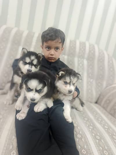 wooly coat malamute Husky gray and golden colour Extra large size raer
