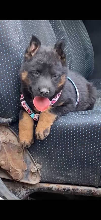 German shepherd dog