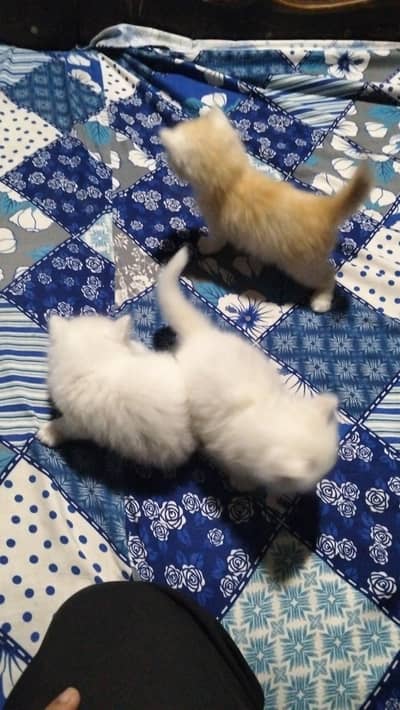 Cute Persian Kittens for sale Triple Coted punch face