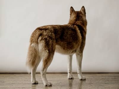 Purebred Brown & White Siberian Husky – Stunning Light Blue Eyes