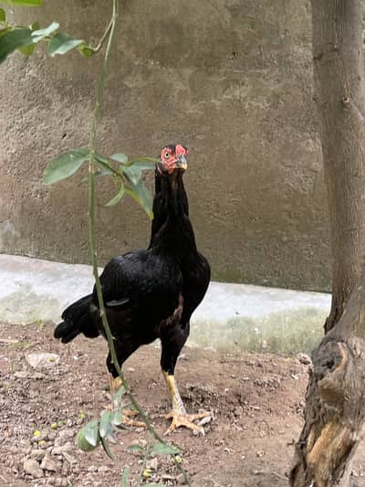 2 Aseel females