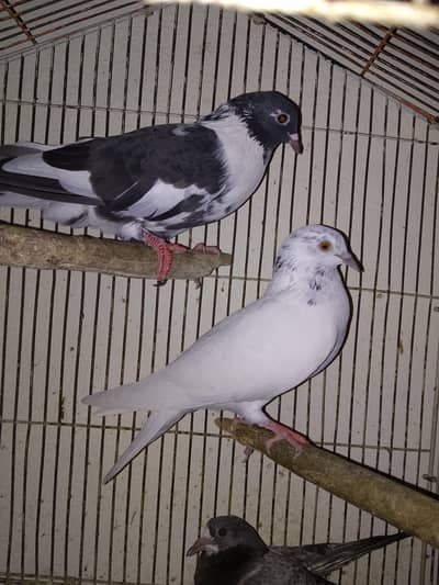 pair for sale 1 hzr k