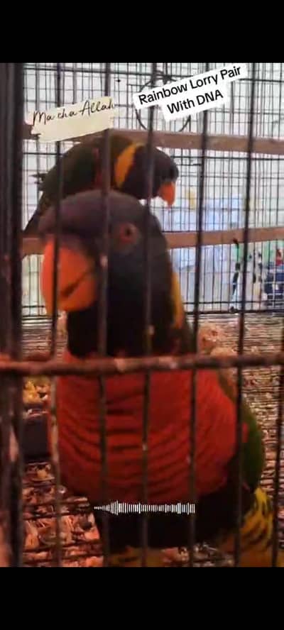 Rainbow Lorry Breeder Pair with DNA Tested all ok pair Rs - 110,000/-
