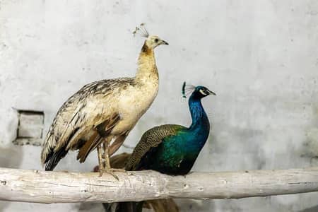 PEACOCK FRESH FERTILE EGG'S