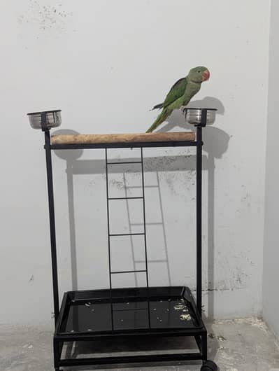 Kashmiri phari parrot male