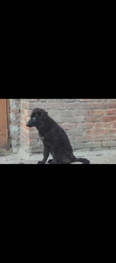 Black German shepherd