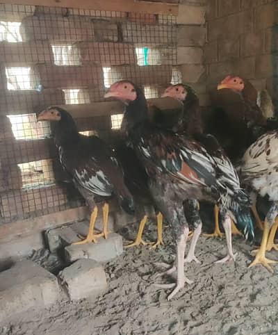 total 9 pieces Hy Whatsapp number 03461101225