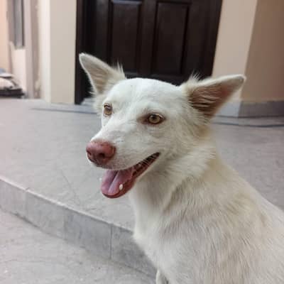 Long Coat Pink Nose Female Russian Dog for Sale