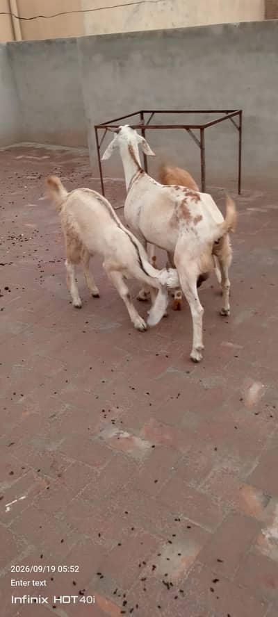 Teddy Goat with 2 nauchi females