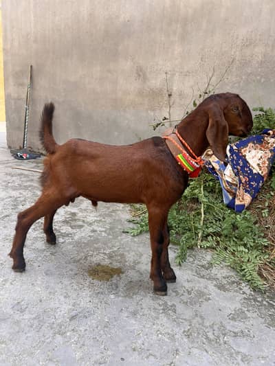 Qurbani k liy