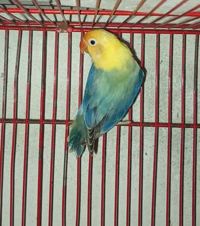 Parblue Opaline Female