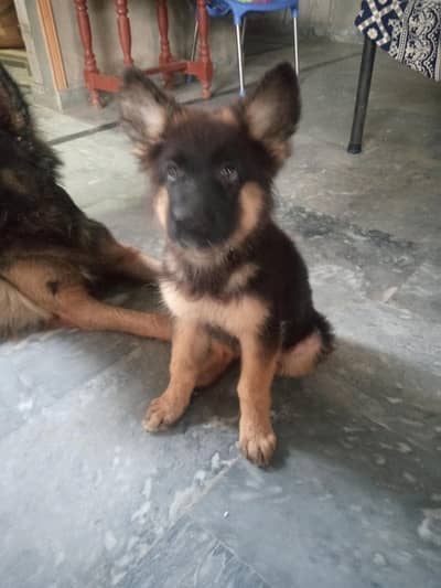 black mask female puppy for sale