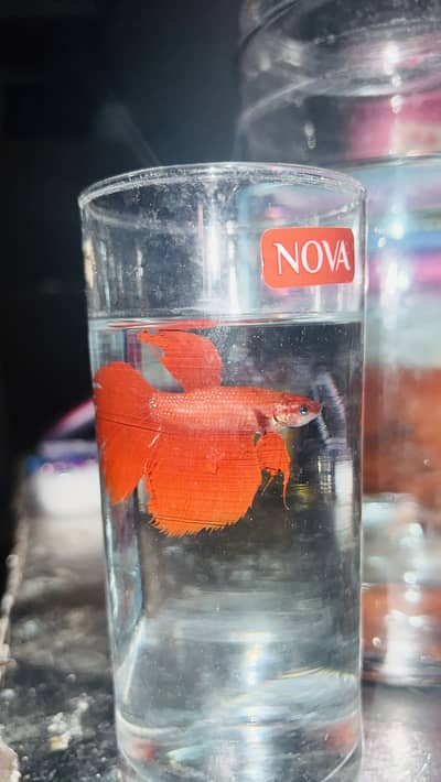 Red Veiltail Betta