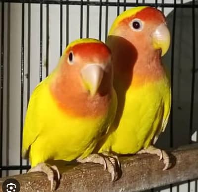 Common Lutino Top Quality Pair