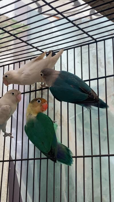 Lovebird breeder pairs albino voilet blue fisher