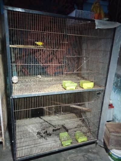 BIRDS CAGE with Latino red i female