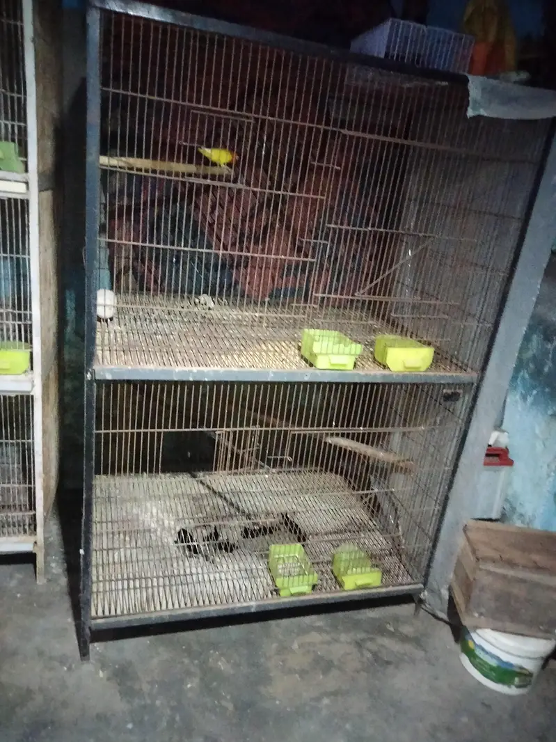 BIRDS CAGE with Latino red i female — photo 2