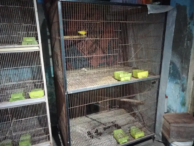 BIRDS CAGE with Latino red i female — photo 3