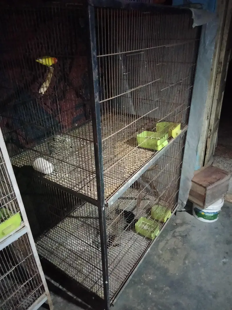 BIRDS CAGE with Latino red i female — photo 4