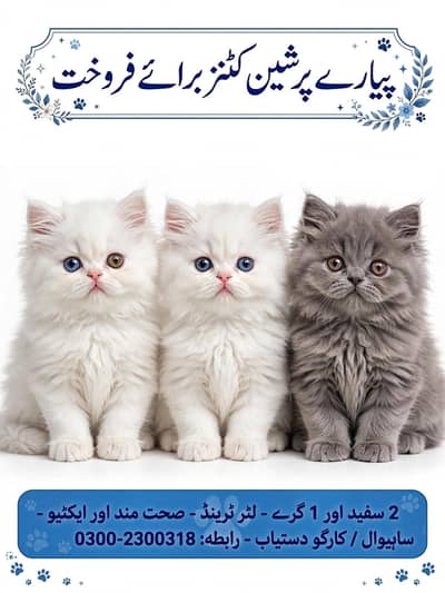 cat for sale ft