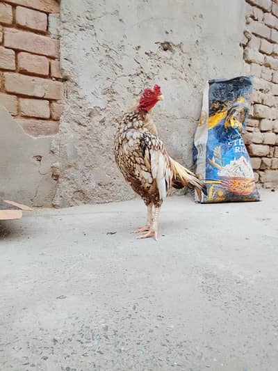 Aseel Murga for sale