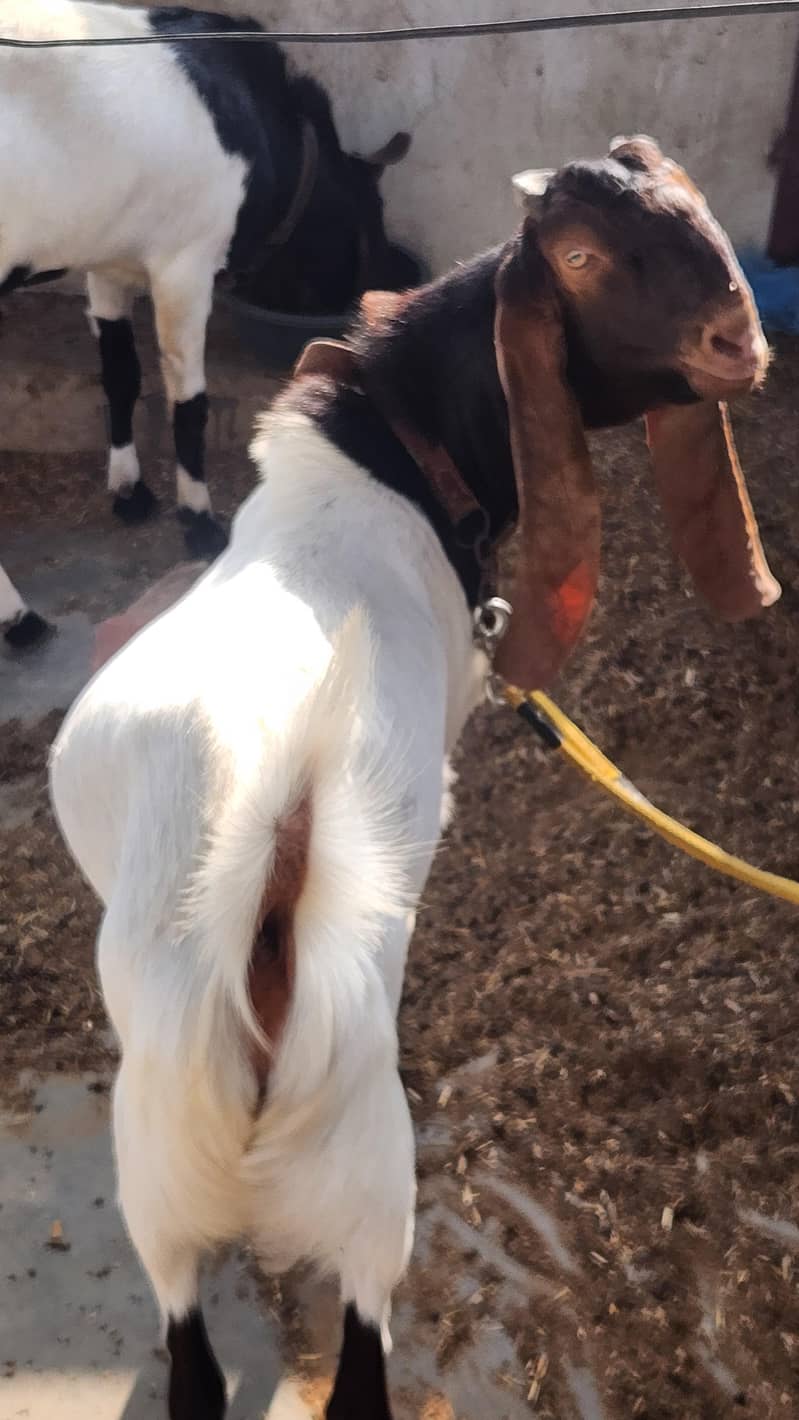breeder bakray 9