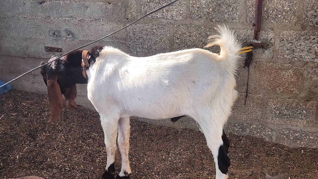 breeder bakray 16