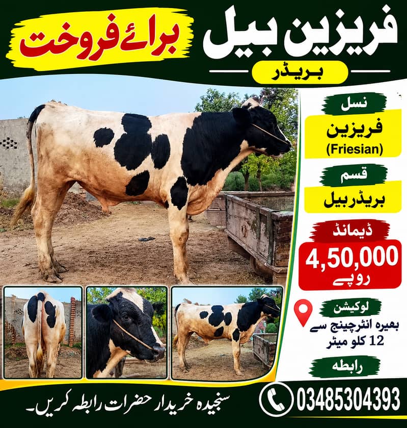 بریڈر فریزین 0