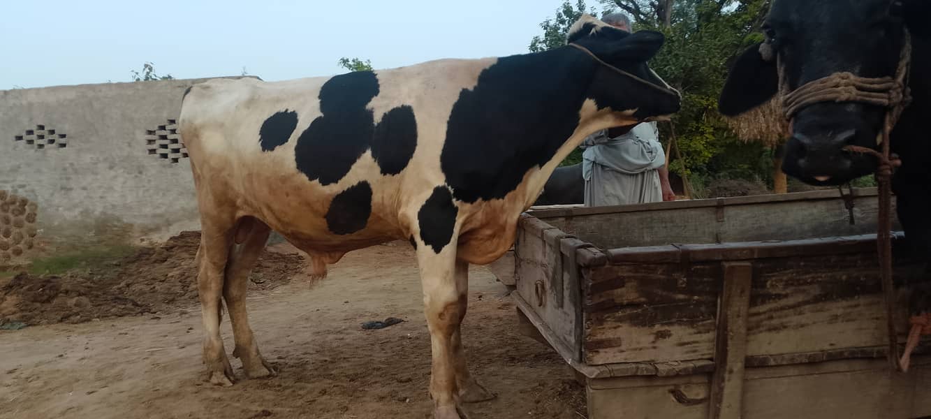بریڈر فریزین 1