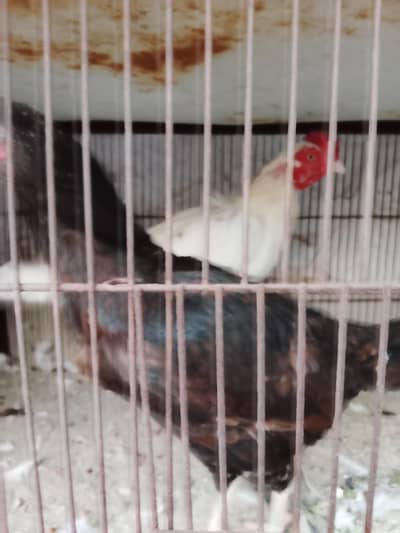 mushki lasani croos female guaranteed resulted