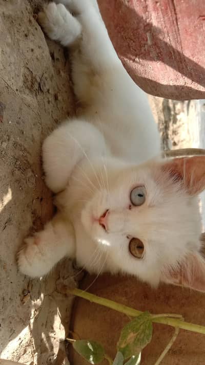 Persian Female cat two colors eyes