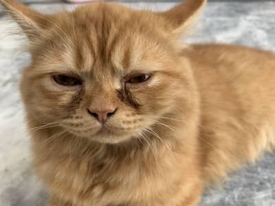 Persian cat 3.5 months old healthy friendly