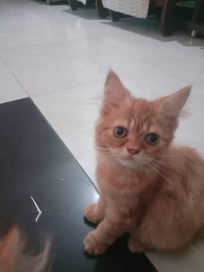 Persion Piky Face Cat Kittens Pair Available For sale